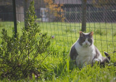 Portrait de chat gris et blanc dans le jardin. Ambiance au naturel