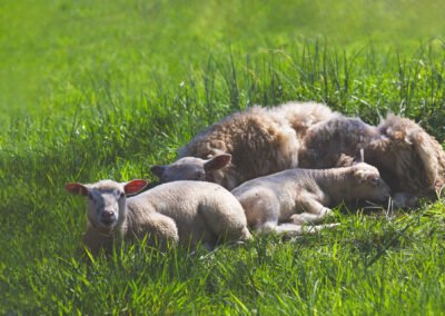 Portrait de moutons dans le pré. Eté. Ambiance naturelle.