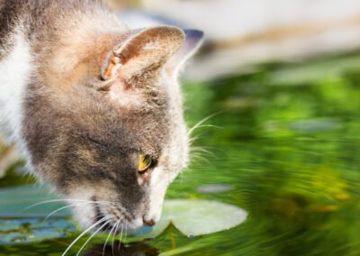 Portrait de chat gris et blanc qui boit. Image au naturel