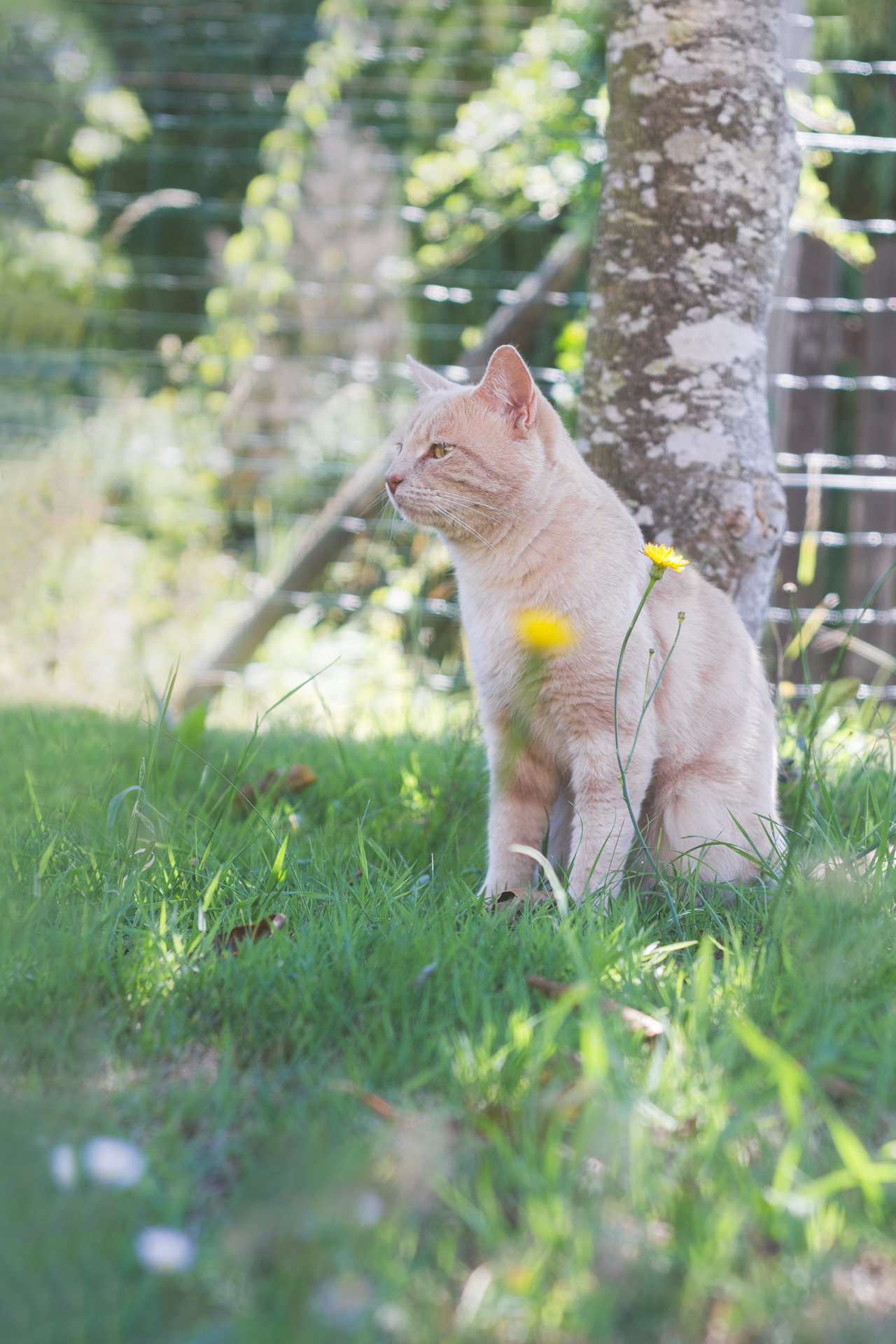 Portrait de chat dans le jardin. Ambiance au naturelle