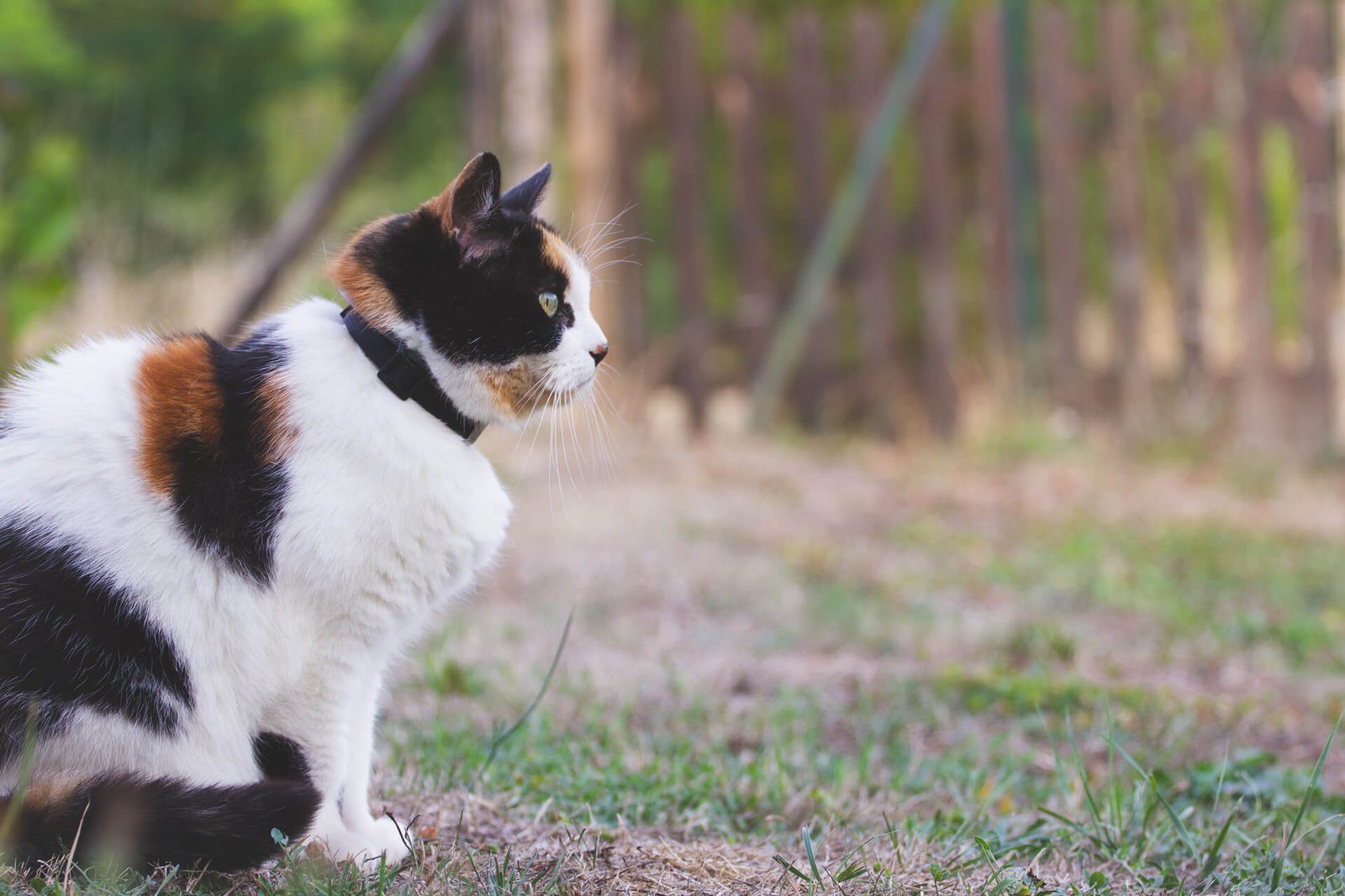 Portrait de chat dans le jardin. Ambiance au naturelle