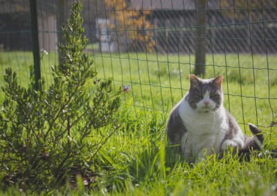 Portrait de chat gris et blanc dans le jardin. Ambiance au naturelle. Normandie (Orne)