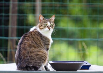 Portrait de chat sur une table dans le jardin en été. Ambiance naturelle. Normandie (Orne)