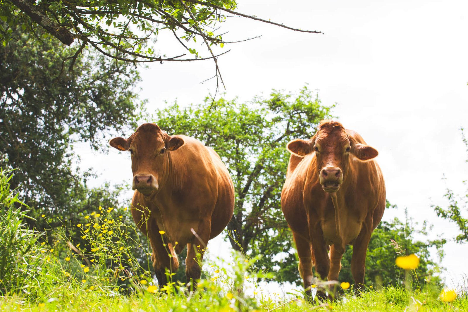 Portrait de deux vaches dans les prés. Ambiance naturelle et rétro
