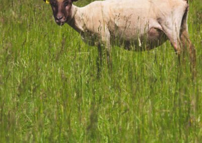 Animaux de ferme en Normandie (Orne). Portrait d'un mouton dans le pré. Eté. Ambiance naturelle.