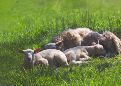 Animaux de ferme en Normandie (Orne). Portrait d'une fratrie de moutons dans le pré en été. Ambiance naturelle.