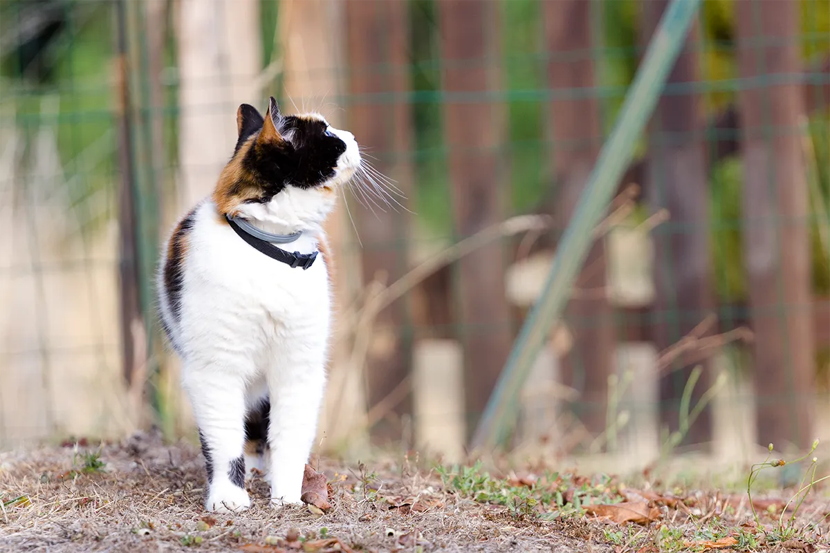 Chatte tricolore dans le jardin regardant vers le ciel. Ambiance automnale. Normandie, Orne. 