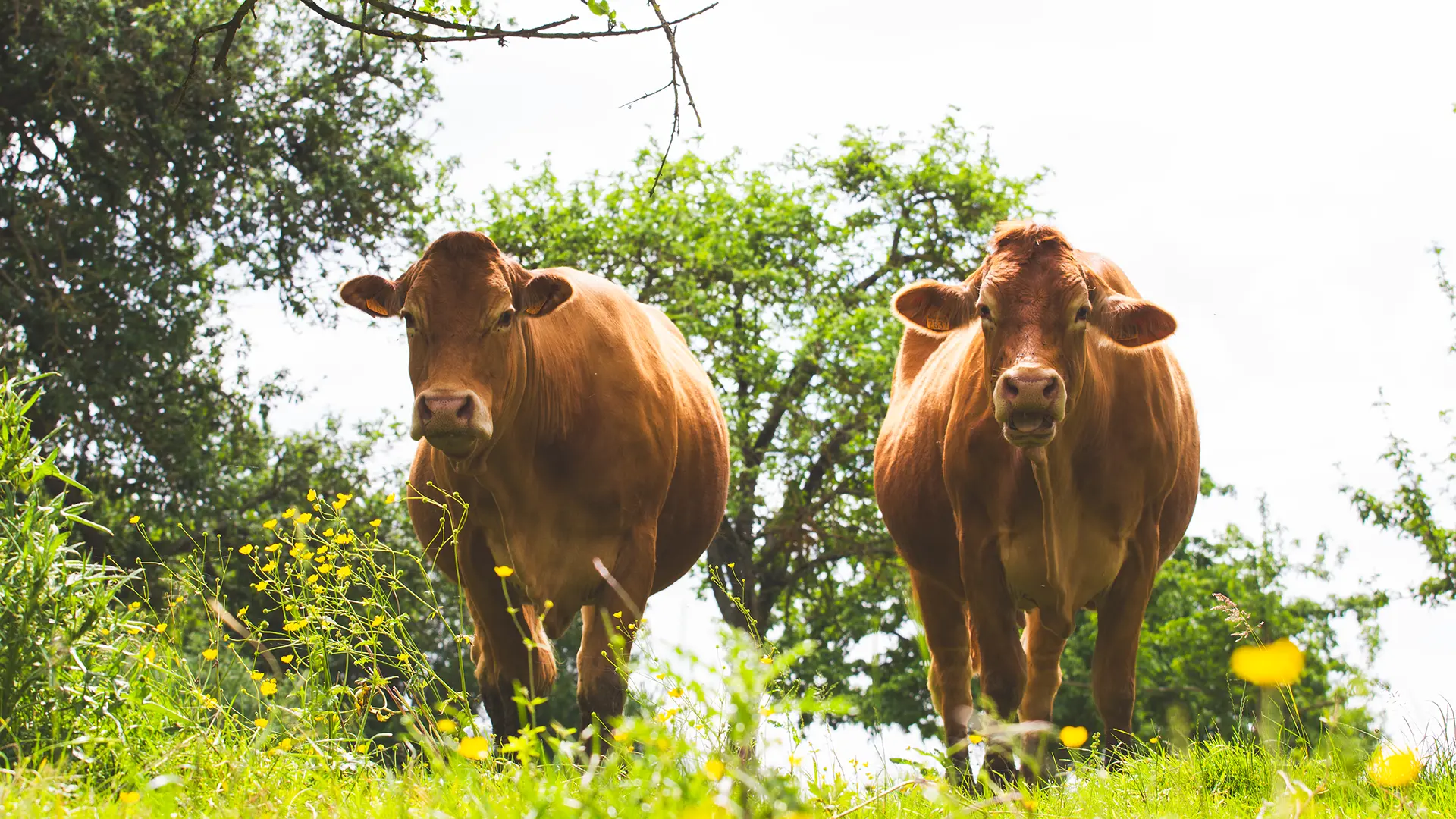 Deux vaches rousses regardant vers l'objectif dans le pré. Normandie, Orne