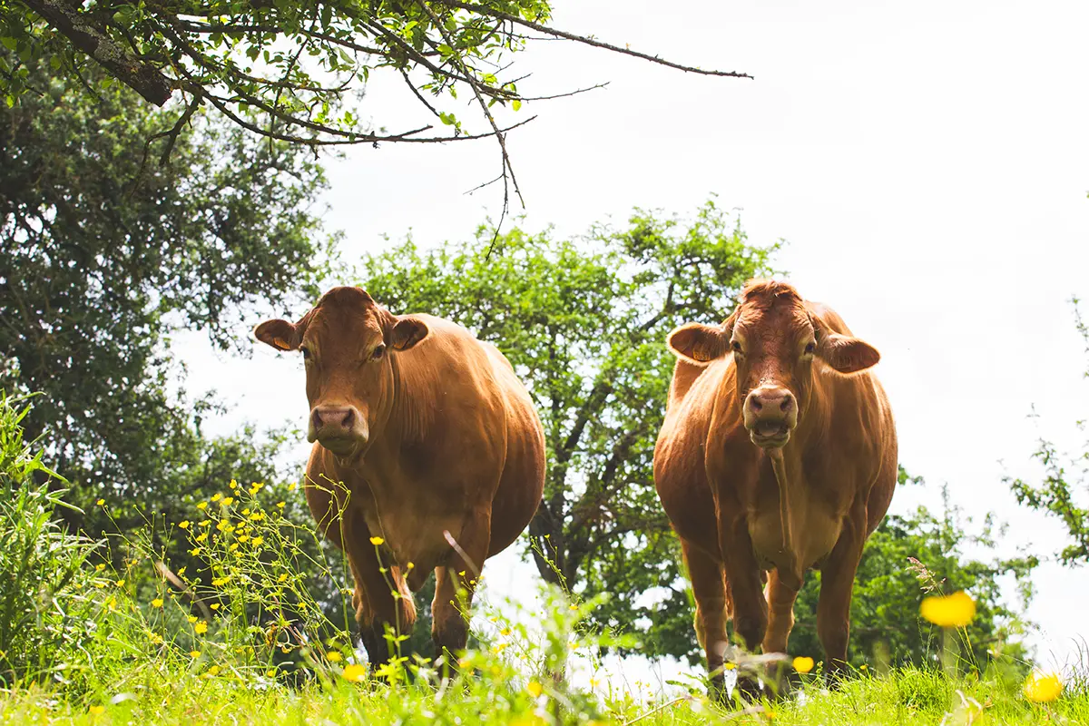 Portrait de deux vaches rousses regardant vers la photographe dans leur pré. Normandie, Orne