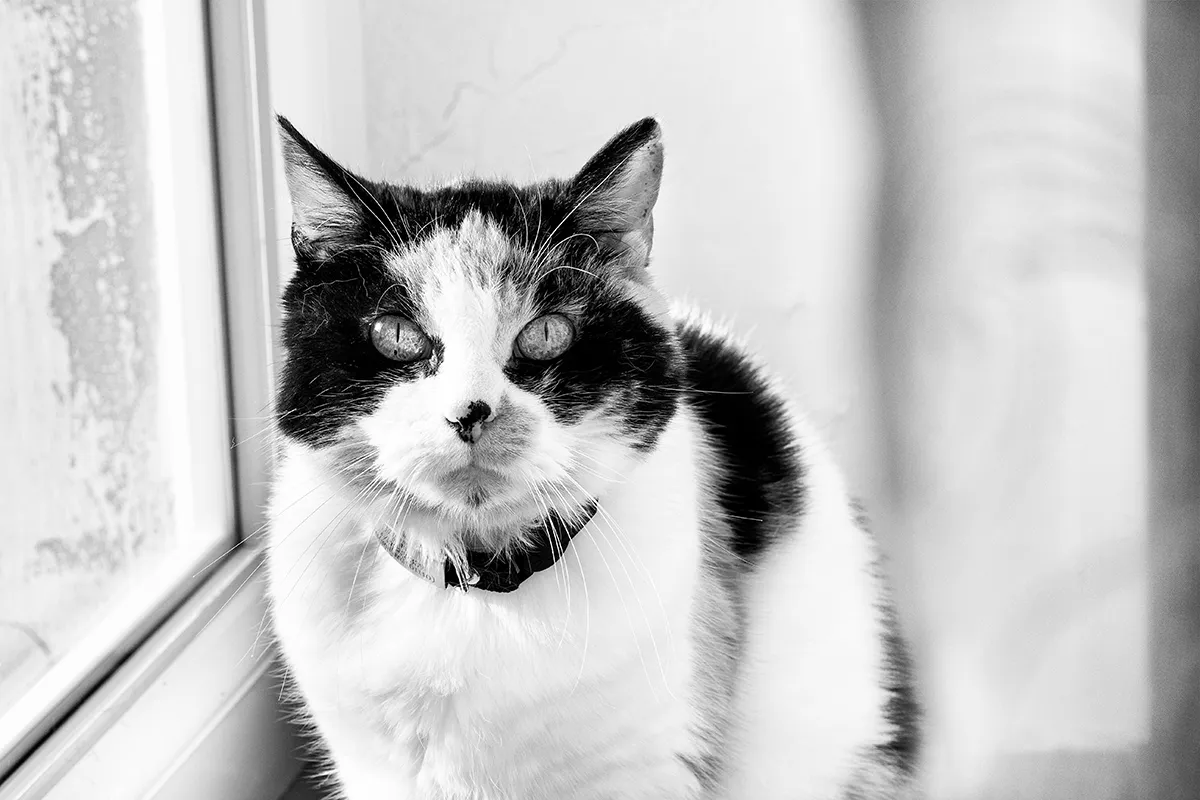 Portrait en blanc et noir d'une chatte assise à côté d' une fenêtre ensoleillée, regardant la photographe avec de grands yeux ronds