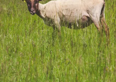 Mouton rasé à tête marron foncé, debout, prenant le soleil. Normandie, Orne