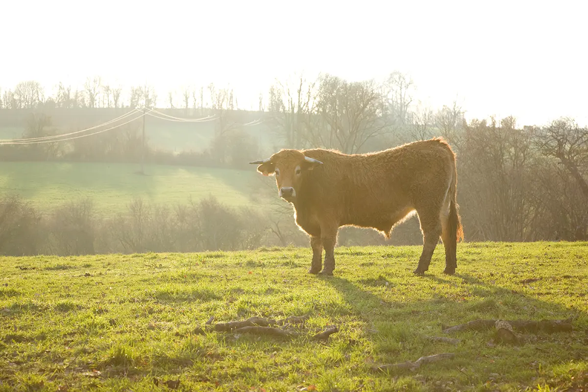 Vache rousse et frisée prenant un bain de soleil un soir d'été. Ambiance douce et chaleureuse. Normandie, Orne